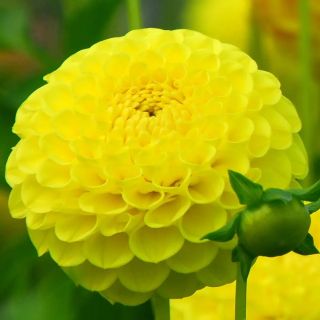 DAHLIA Pompon Sunny Boy