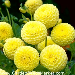 DAHLIA Pompon Sunny Boy