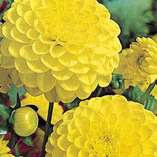 DAHLIA Pompon Sunny Boy