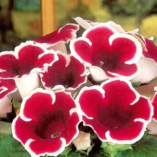 Gloxinia/каменно цвете/ KAISER FRIEDRICH