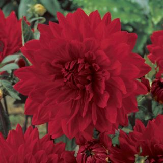 DAHLIA PARK САКСИЙНА Frivolous Glow