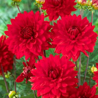 DAHLIA PARK САКСИЙНА Frivolous Glow