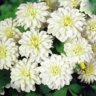 DAHLIA GO-GO САКСИЙНА White