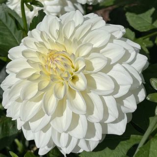DAHLIA GO-GO САКСИЙНА White