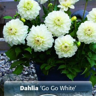 DAHLIA GO-GO САКСИЙНА White