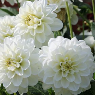 DAHLIA GO-GO САКСИЙНА White