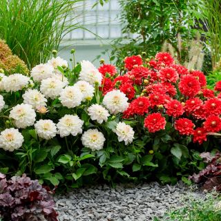 DAHLIA GO-GO САКСИЙНА Red