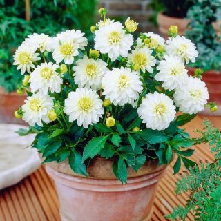 DAHLIA GO-GO САКСИЙНА White