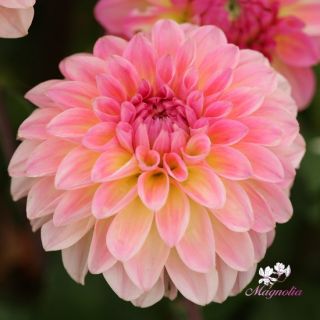 DAHLIA Pompon Kenora Fireball