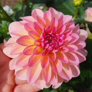 DAHLIA Pompon Kenora Fireball
