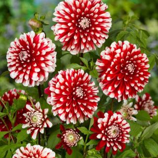 DAHLIA PARK САКСИЙНА Little Tiger