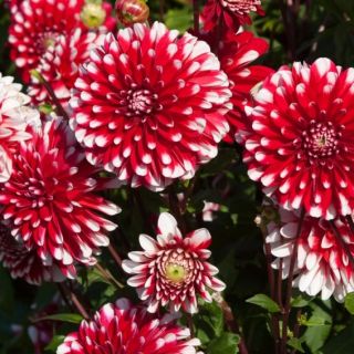 DAHLIA PARK САКСИЙНА Little Tiger