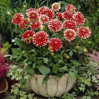 DAHLIA PARK САКСИЙНА Little Tiger