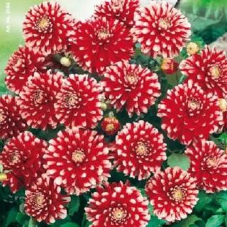 DAHLIA PARK САКСИЙНА Little Tiger