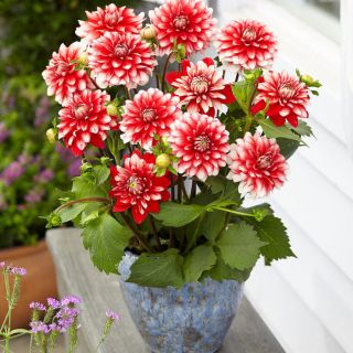 DAHLIA PARK САКСИЙНА Little Tiger