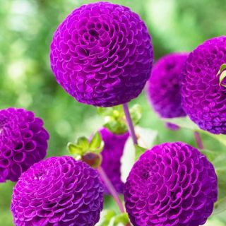 DAHLIA Pompon Boom Boom Purple