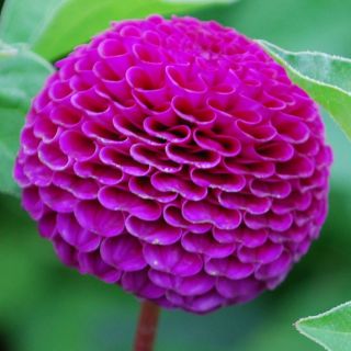 DAHLIA Pompon Boom Boom Purple