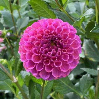 DAHLIA Pompon Boom Boom Purple