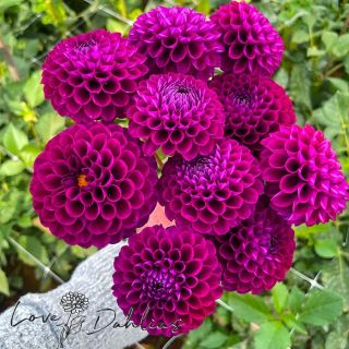 DAHLIA Pompon Boom Boom Purple