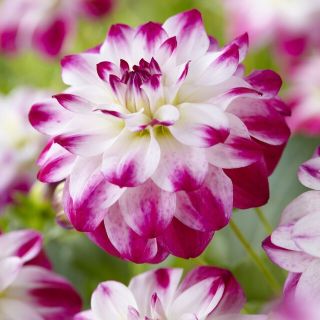 DAHLIA DECORATIVE Zoeu Rei