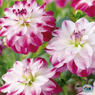DAHLIA DECORATIVE Zoeu Rei