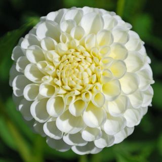 DAHLIA Pompon Snowflake/Belinda