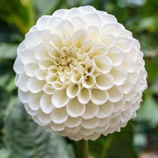 DAHLIA Pompon Snowflake/Belinda