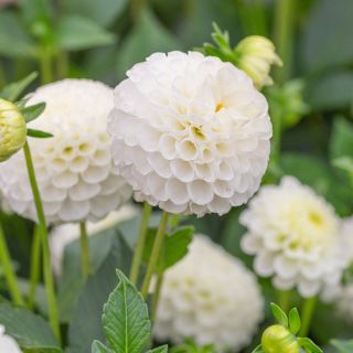 DAHLIA Pompon Snowflake/Belinda