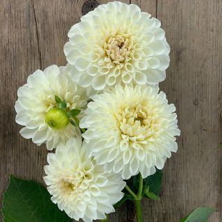 DAHLIA Pompon Snowflake/Belinda