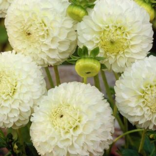 DAHLIA Pompon Snowflake/Belinda