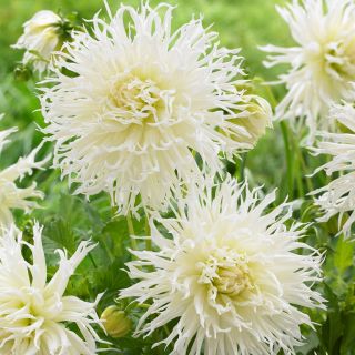 DAHLIA FRINGED Ice Crystal