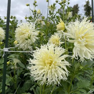 DAHLIA FRINGED Ice Crystal