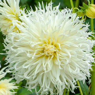 DAHLIA FRINGED Ice Crystal