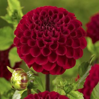 DAHLIA Pompon Black Barbara