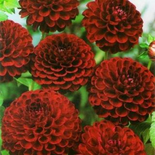 DAHLIA Pompon Black Barbara