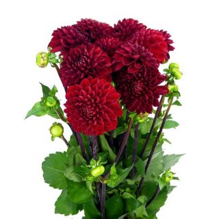 DAHLIA Pompon Black Barbara