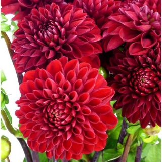 DAHLIA Pompon Black Barbara