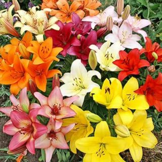 Lilium ASIATIC Mix-8бр.