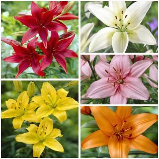 Lilium ASIATIC Mix-8бр.