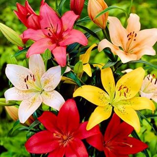 Lilium ASIATIC Mix-8бр.