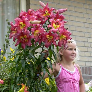 Lilium ДЪРВОВИДЕН RED-Satisfaction