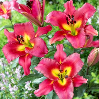 Lilium ДЪРВОВИДЕН RED-Satisfaction