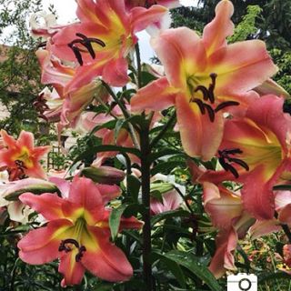 Lilium ДЪРВОВИДЕН RED-Satisfaction