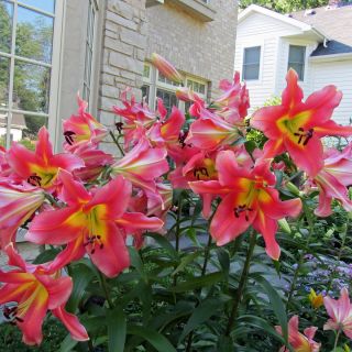 Lilium ДЪРВОВИДЕН RED-Satisfaction