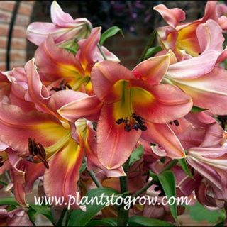 Lilium ДЪРВОВИДЕН RED-Satisfaction