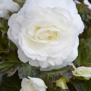 Begonia Double WHITE