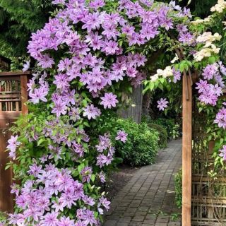 Клематис/Clematis Piilu