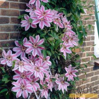 Клематис/Clematis Piilu