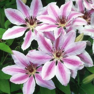 Клематис/Clematis Piilu