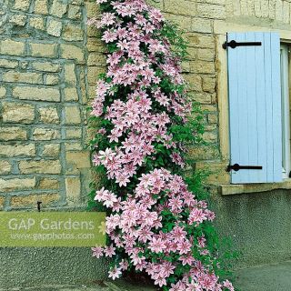 Клематис/Clematis Piilu